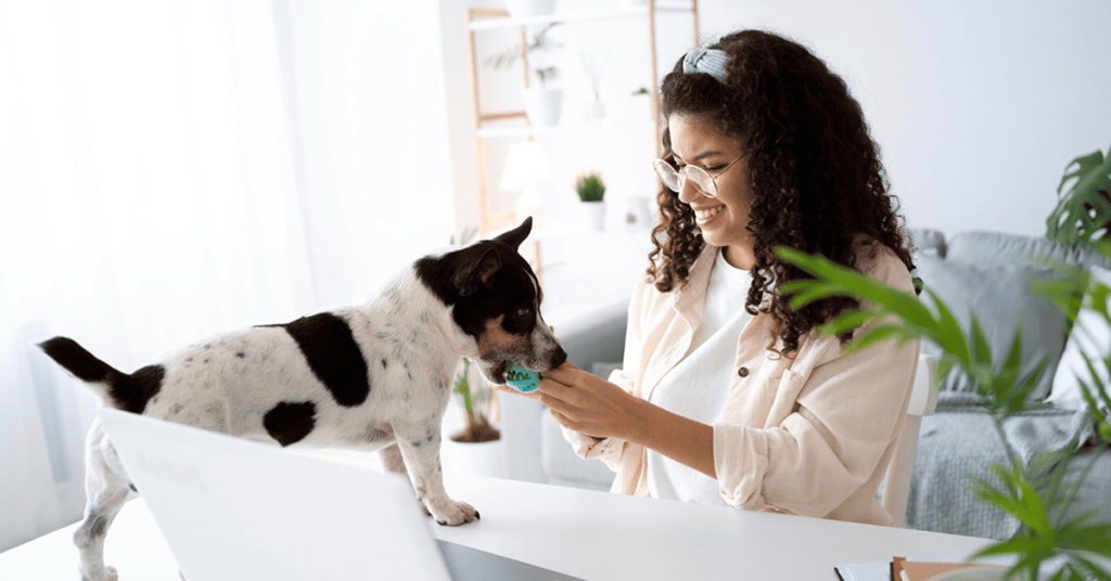 Pet Licensing